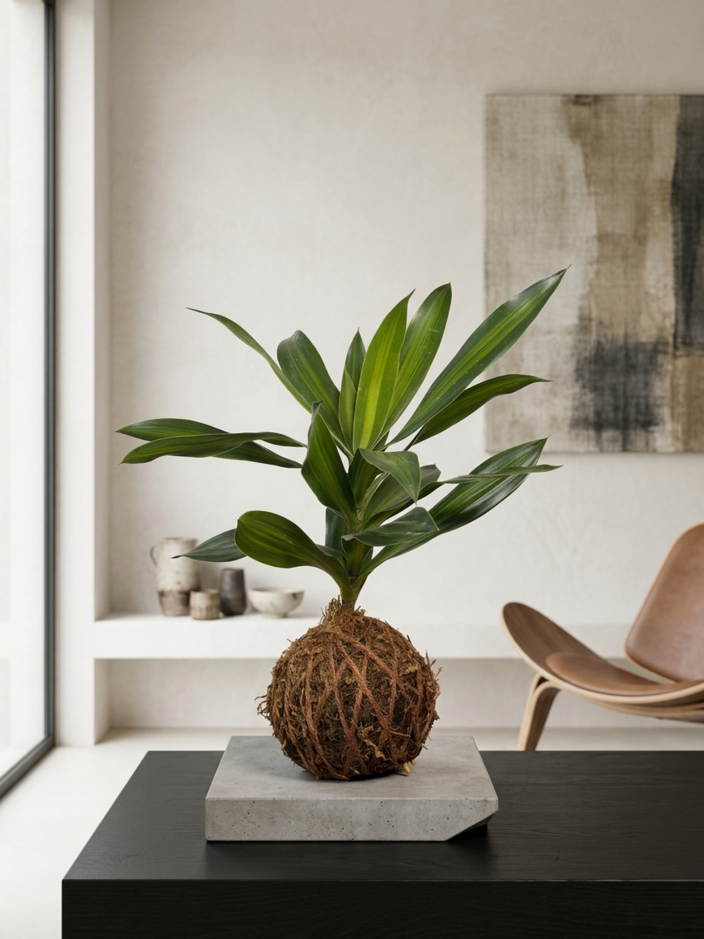 Premium kokedama plant UAE featuring variegated Dracaena Reflexa in natural moss sphere