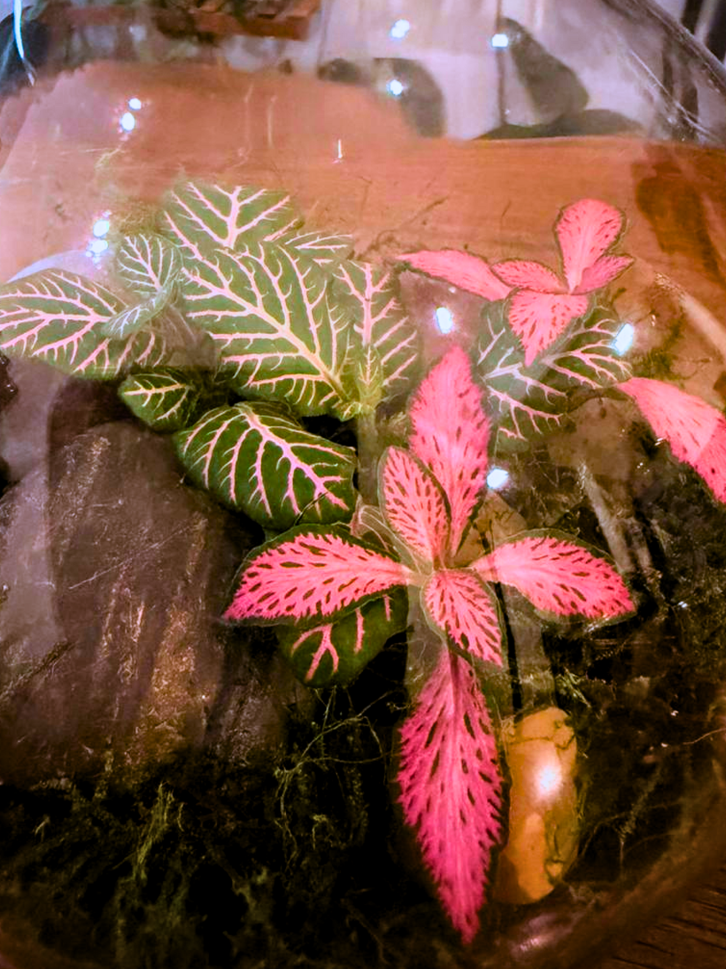 Elegant Heartbound Love Terrarium with moss, Fittonia and decorative pebbles