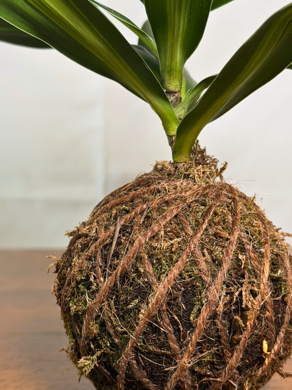 Kokedama-style plant with roots exposed on a neutral background- dubai 