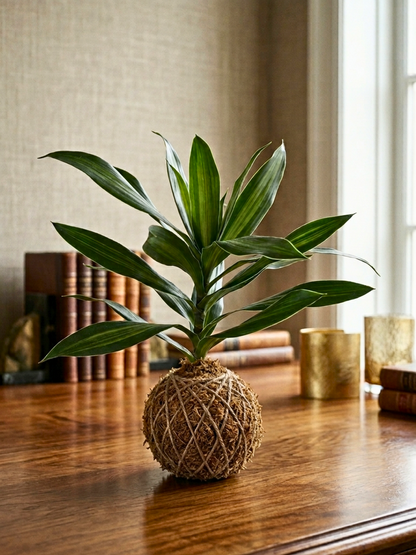 Minimal desk plant Dubai with moss ball kokedama design by Lilli Plants