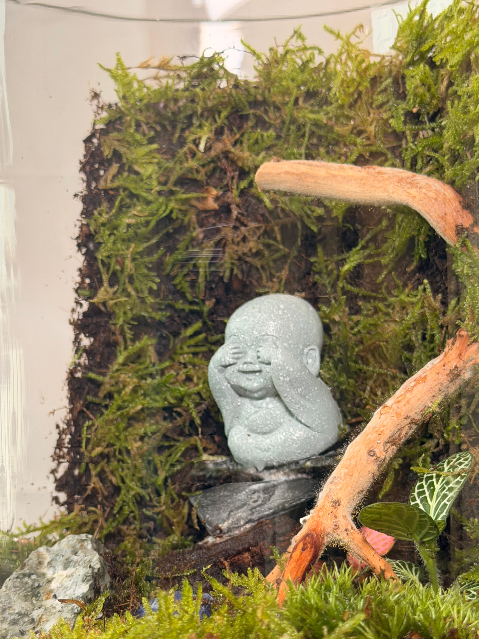 Indoor zen terrarium with baby Buddha statue and forest moss