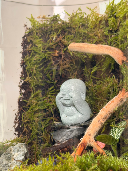 Indoor zen terrarium with baby Buddha statue and forest moss
