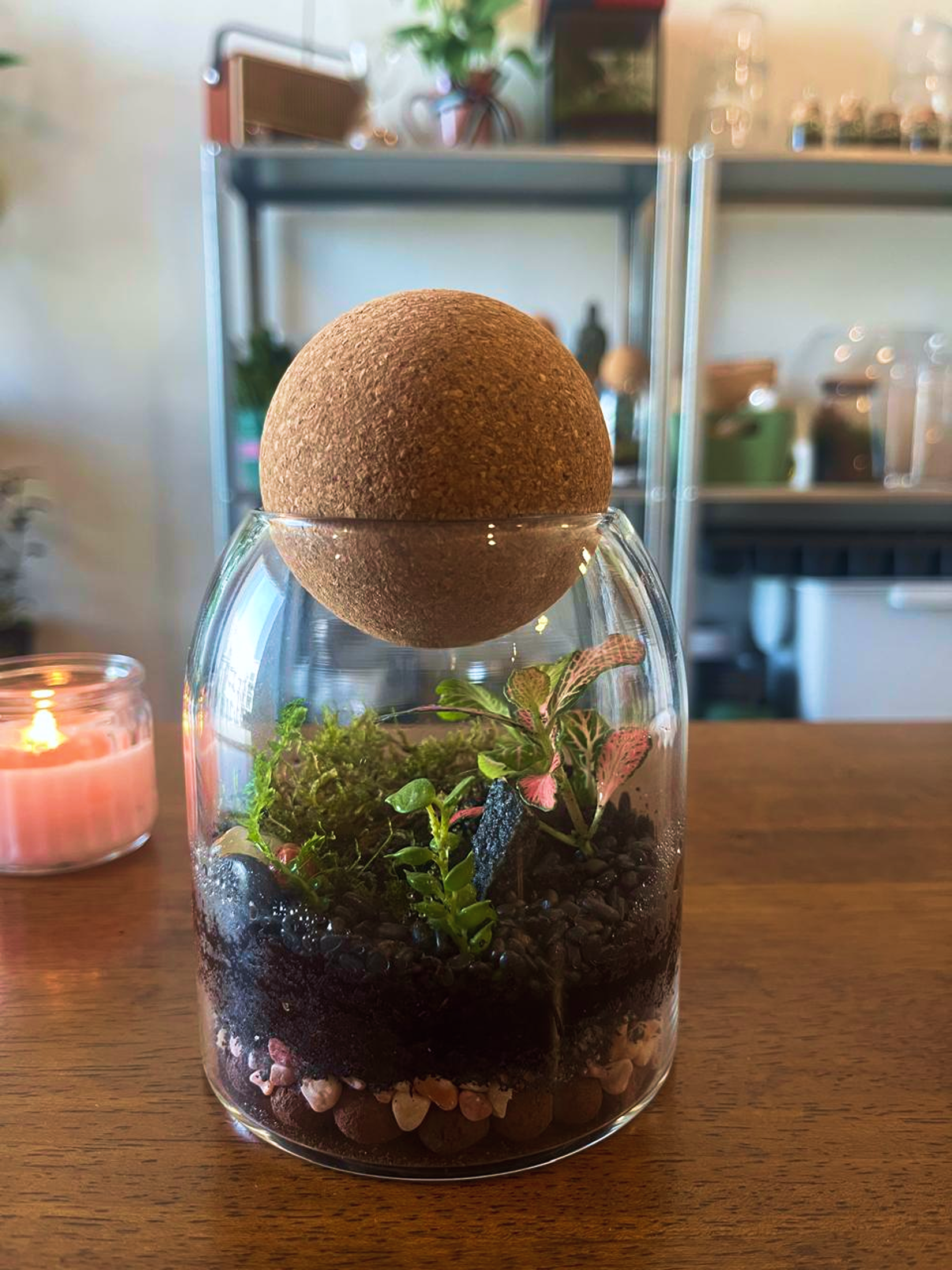 Terrarium with plants- dubai