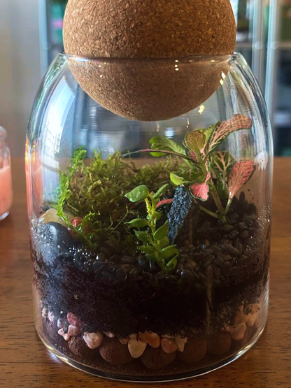 Terrarium with plants and stones inside a glass jar on a wooden surface- duabi lilli plants