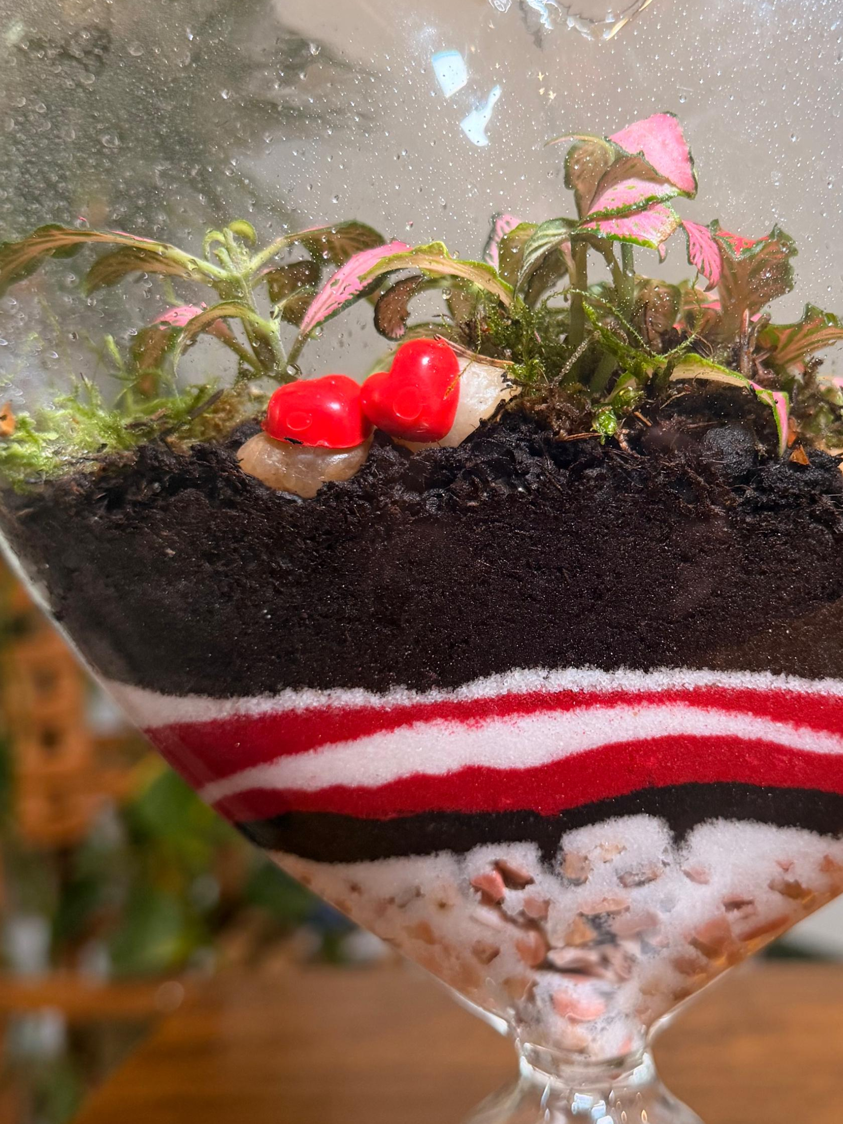 Valentine’s Love Bloom Heart Terrarium – thriving moss and Fittonia indoor plants UAE