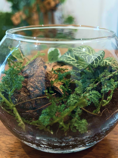 Lush tabletop terrarium with Fittonia, Selaginella, Ficus pumila, and driftwood, buy online in Dubai.