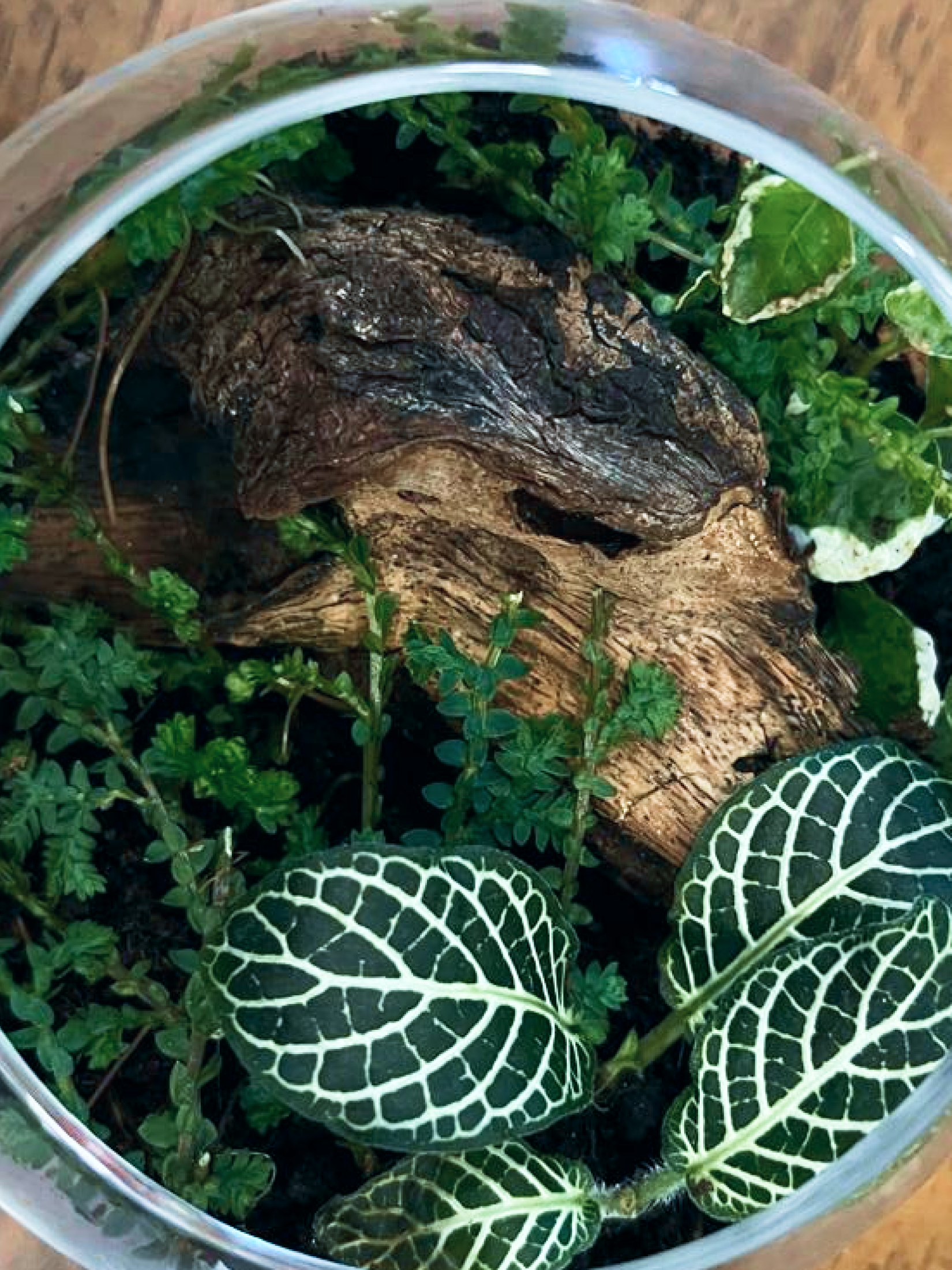 Compact Mini Forest Harmony Terrarium for desk or shelf décor, buy online in Dubai at affordable price.