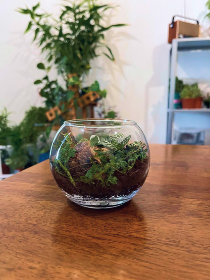 Small indoor glass garden with Fittonia, Selaginella, and trailing Ficus pumila, cheap terrarium available online in Dubai.