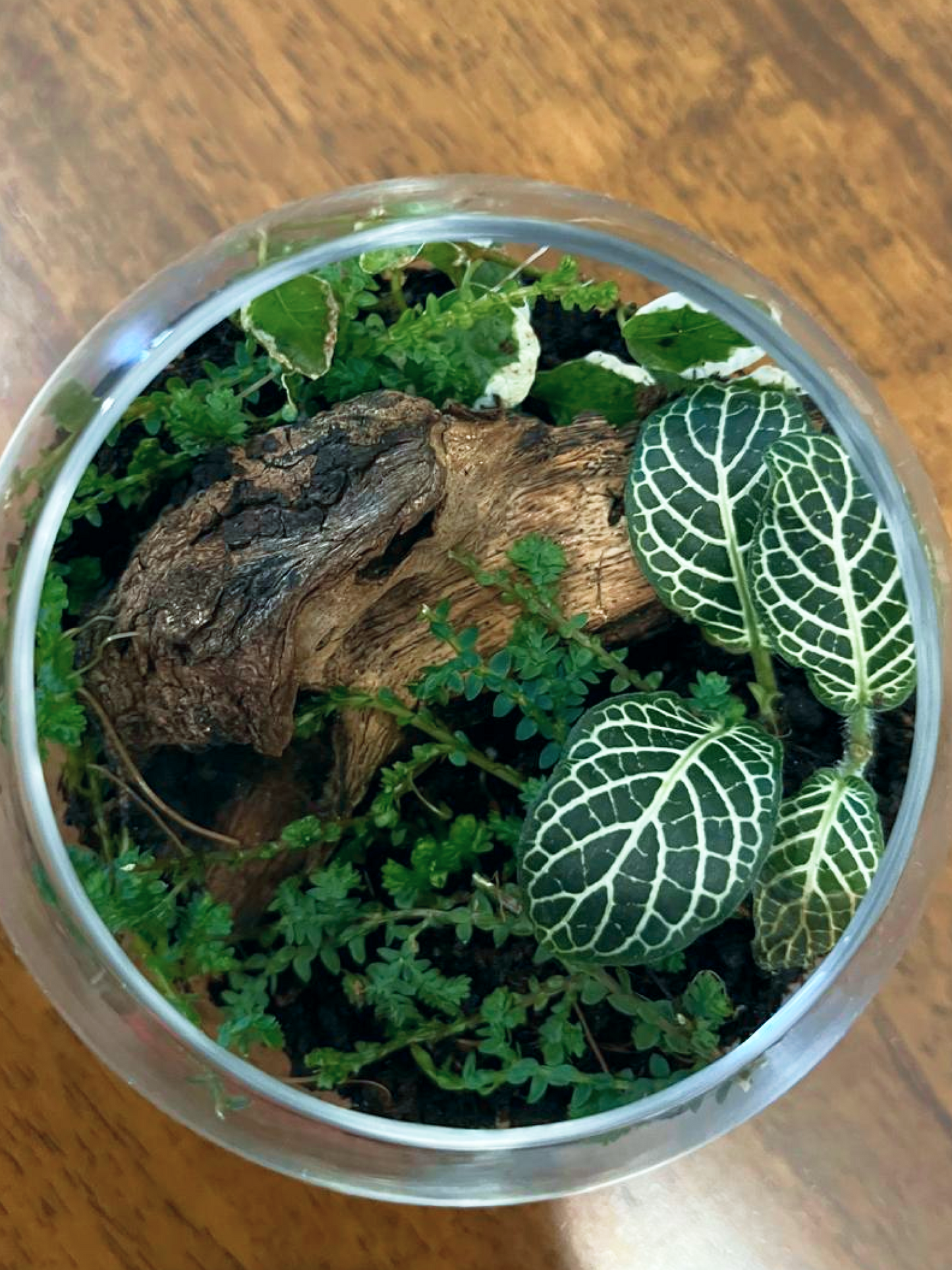 Unique handmade Mini Forest – Harmony Terrarium, affordable online terrarium for Dubai homes and offices.