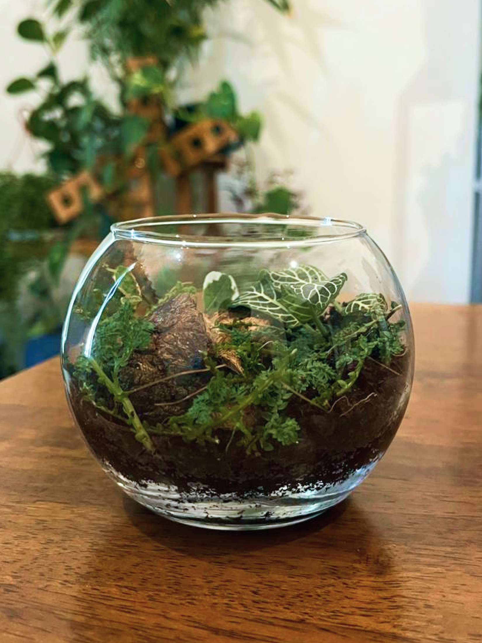 Elegant living décor piece with miniature plants and driftwood, cheap Dubai terrarium available online.