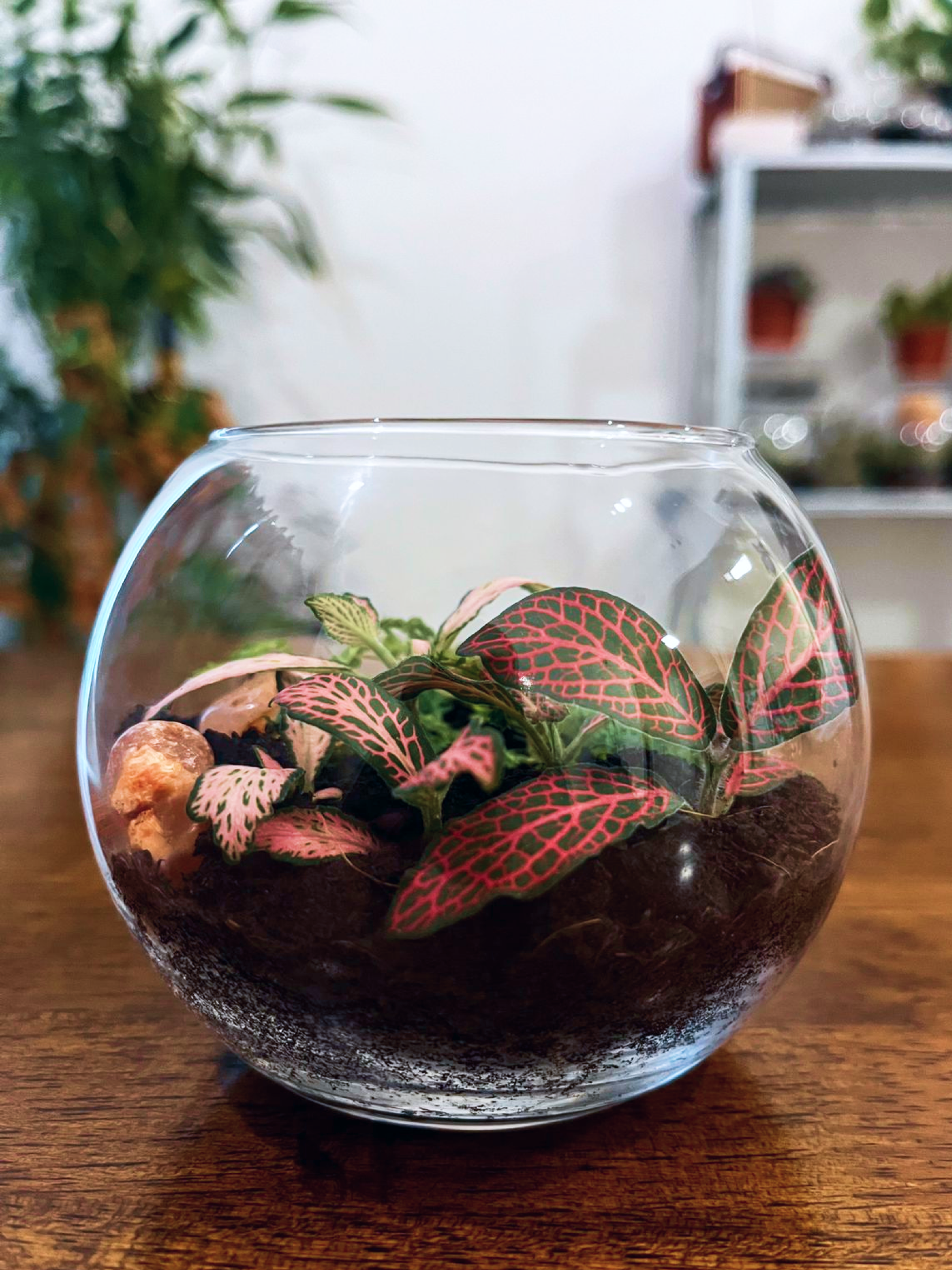 Mini Forest Peace Terrarium by Lilli Plants Dubai symbolizing calm, happiness, and good fortune