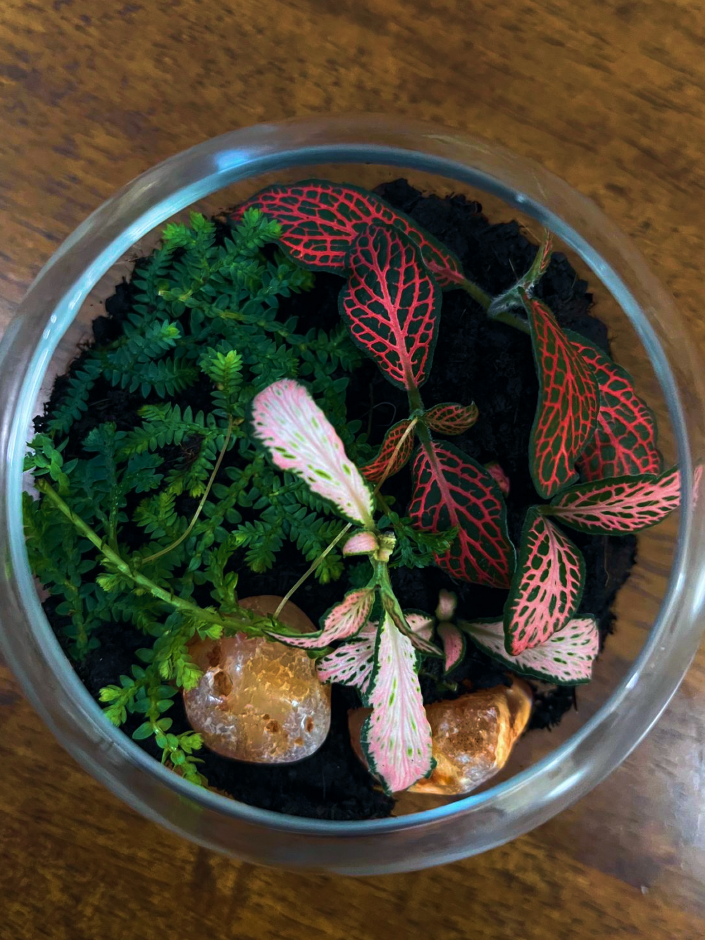 Compact indoor terrarium perfect for gifting and home décor in Dubai. Lilli Plants 