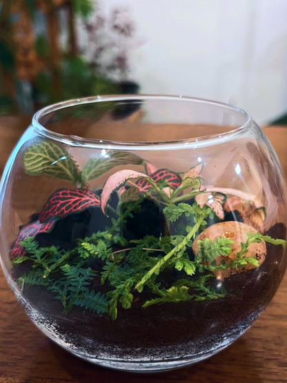 Peaceful mini forest terrarium with Selaginella and decorative pebbles. Perfect for gifting 