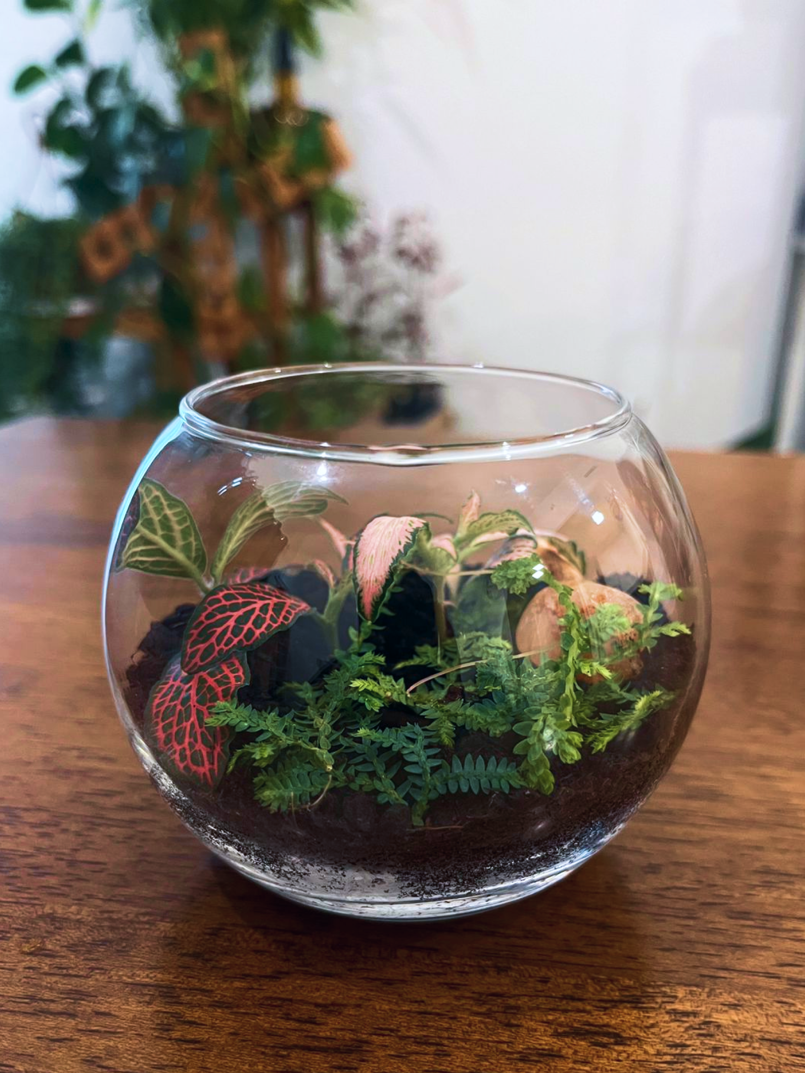 Mini Forest Peace Terrarium symbolizing calm, happiness, and good fortune- Buy at Lilli Plants Dubai UAE