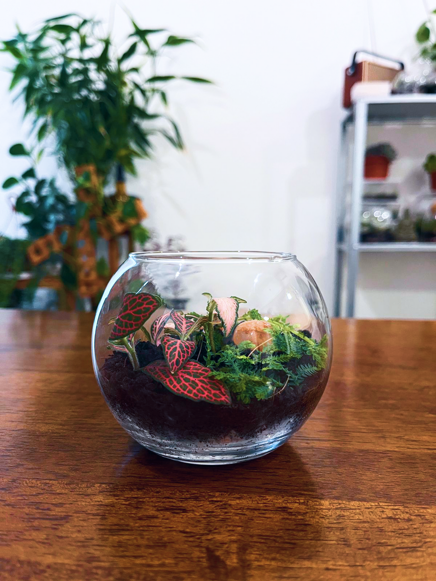 Handcrafted small terrarium gift Dubai with red and pink Fittonia- lilli Plants Dubai