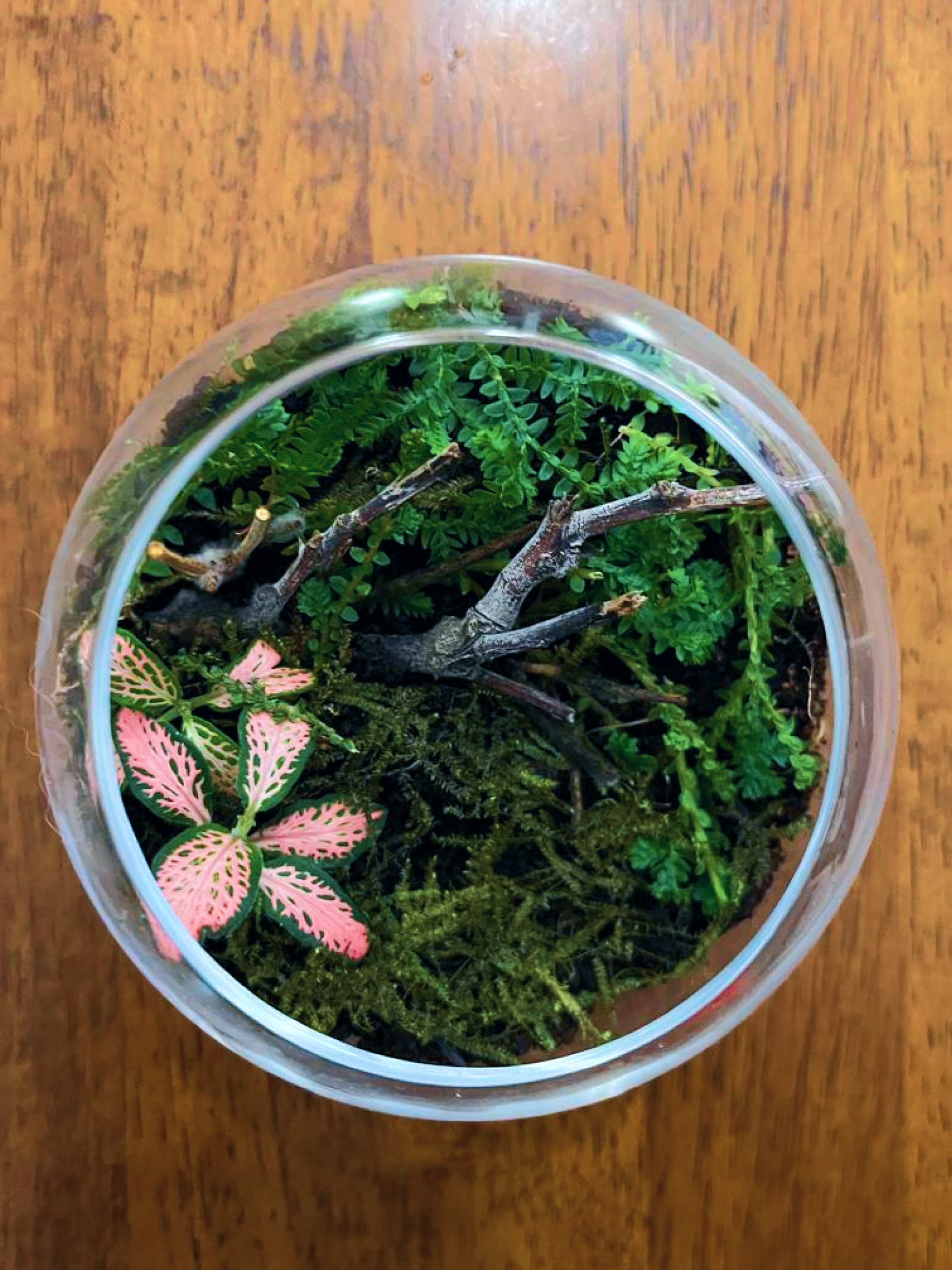 Mini Forest – Calm Terrarium by Lilli Plants Dubai. Perfect Gift