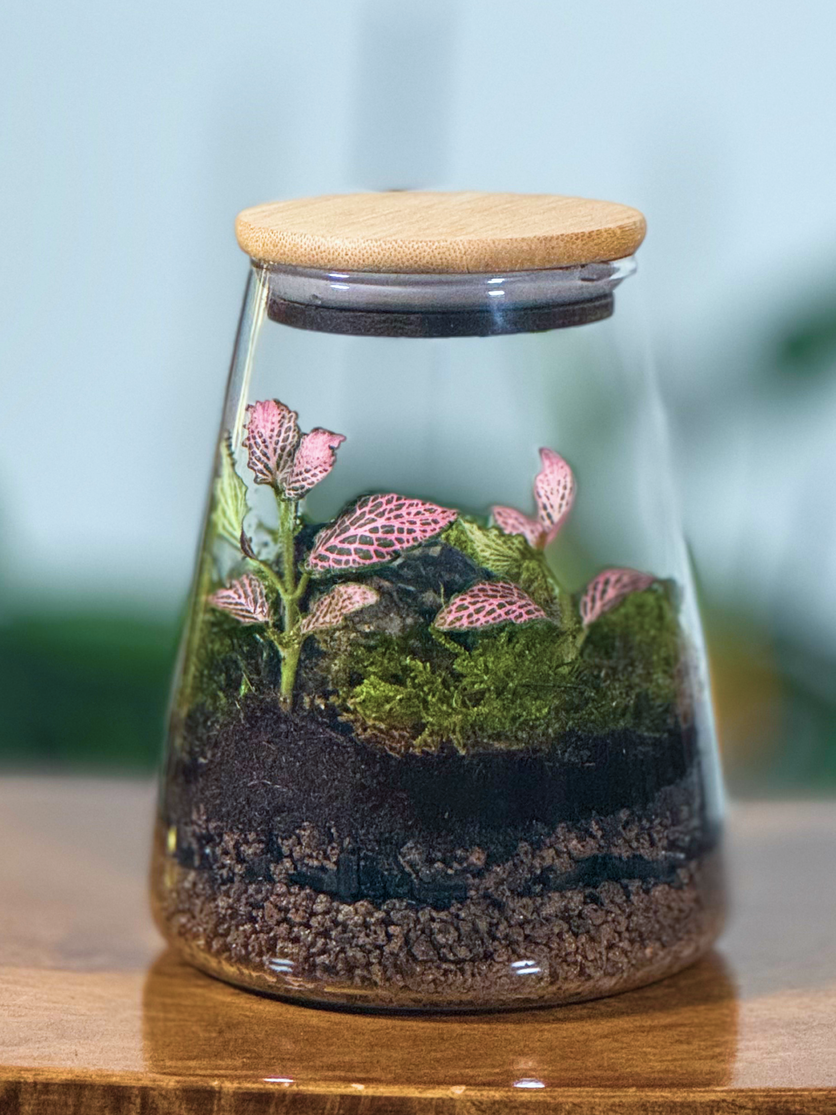 Glass terrarium with plants and a wooden lid on a wooden surface. buy In Dubai