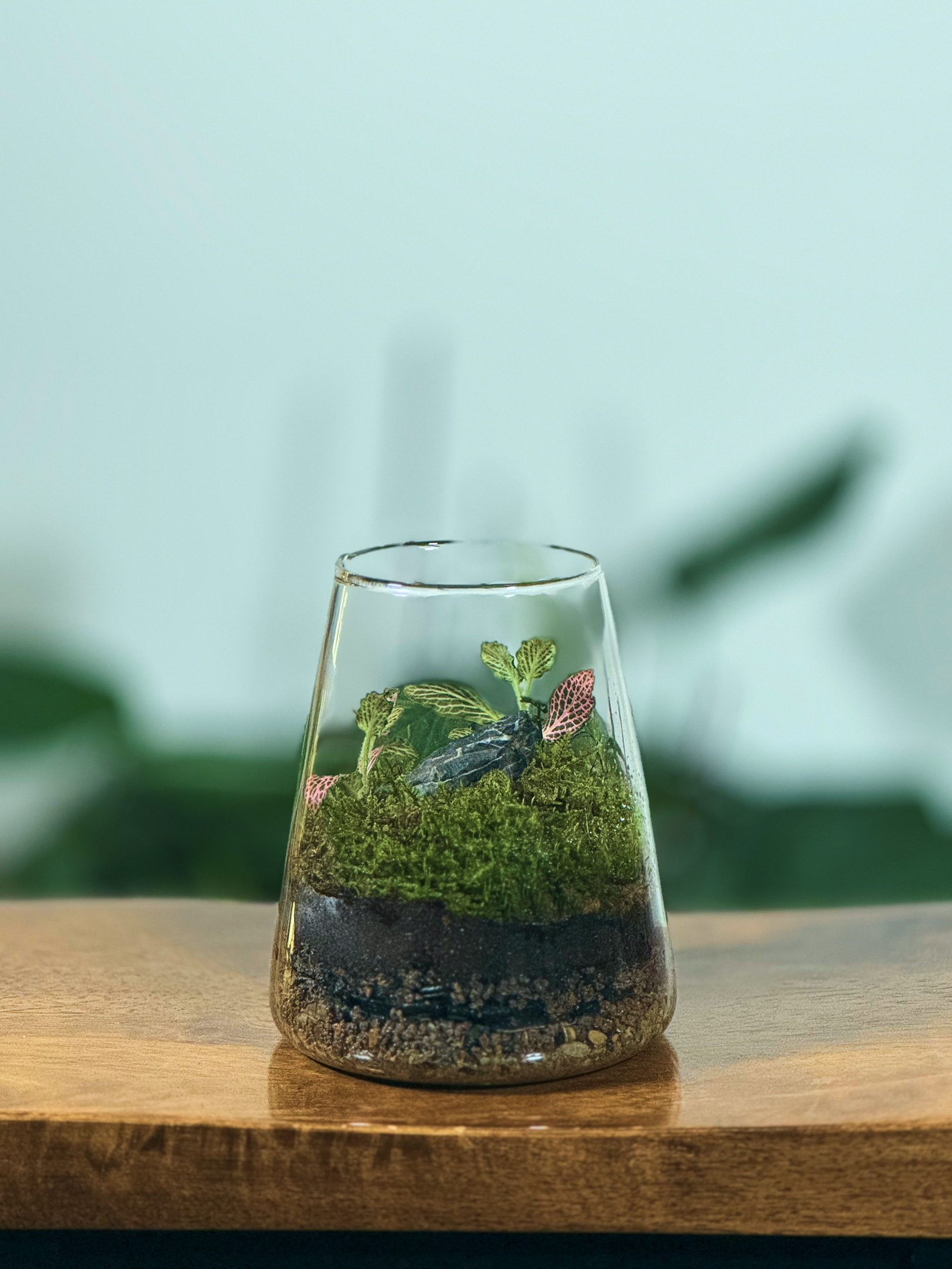 Glass terrarium with plants on a wooden surface-Buy IN Dubai UAE
