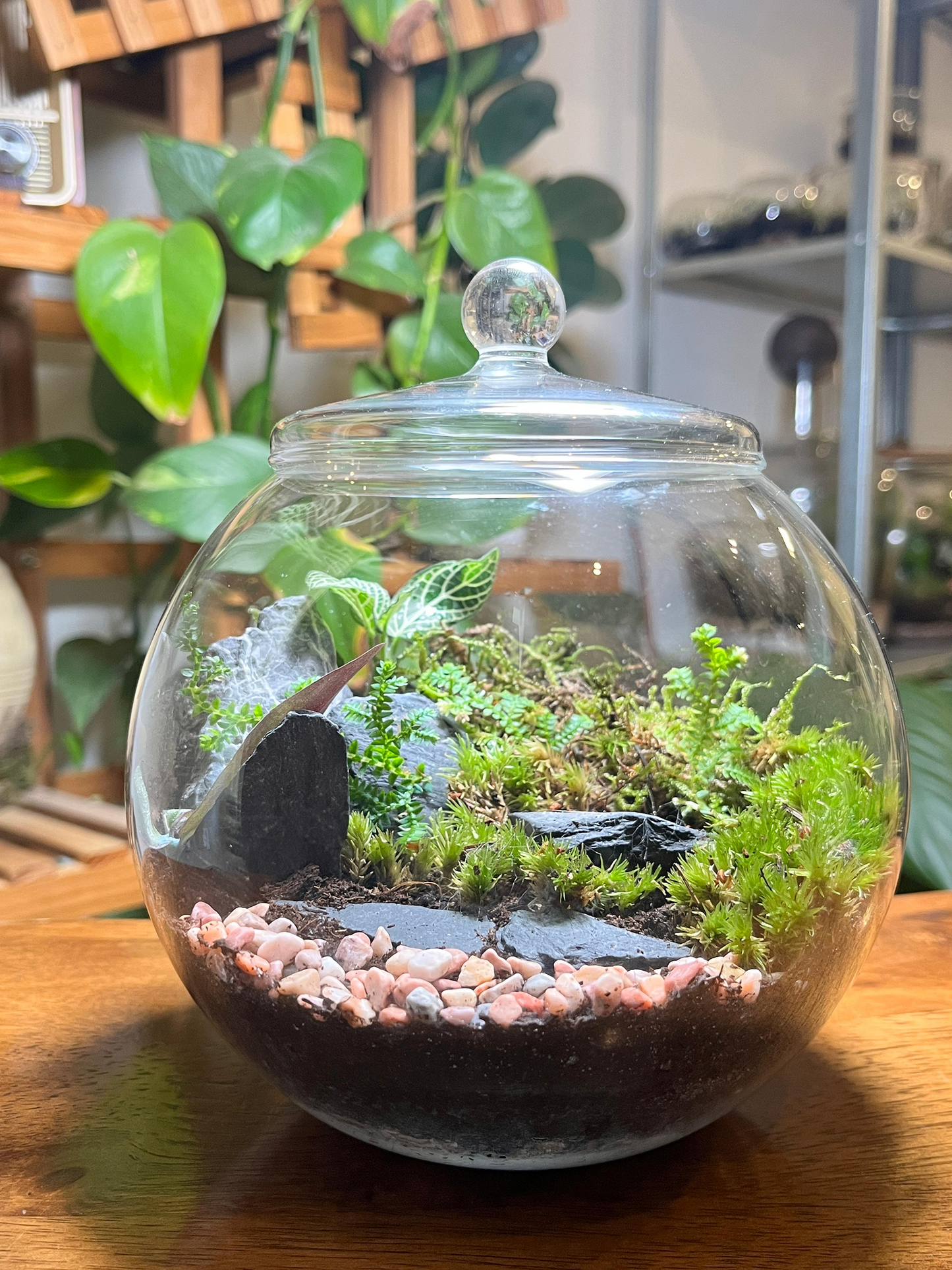 Natural moss and terrarium plants arranged in a hilly valley design by Lilli Plants Dubai UAE