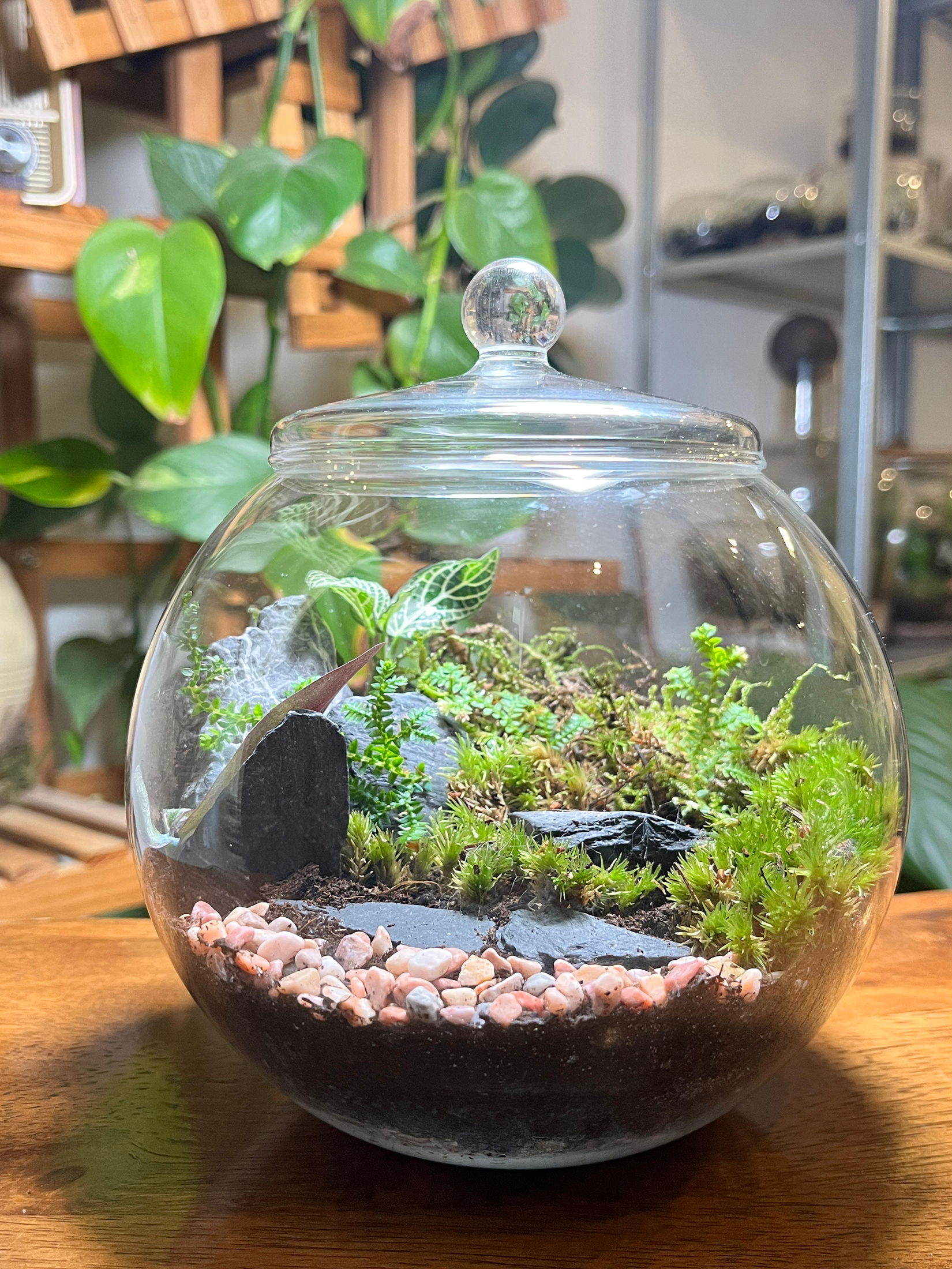 Natural moss and terrarium plants arranged in a hilly valley design by Lilli Plants Dubai UAE