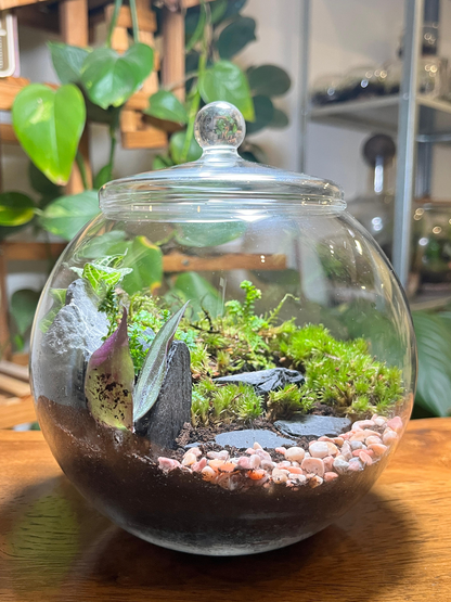 Indoor moss valley terrarium with decorative pebbles and black rocks