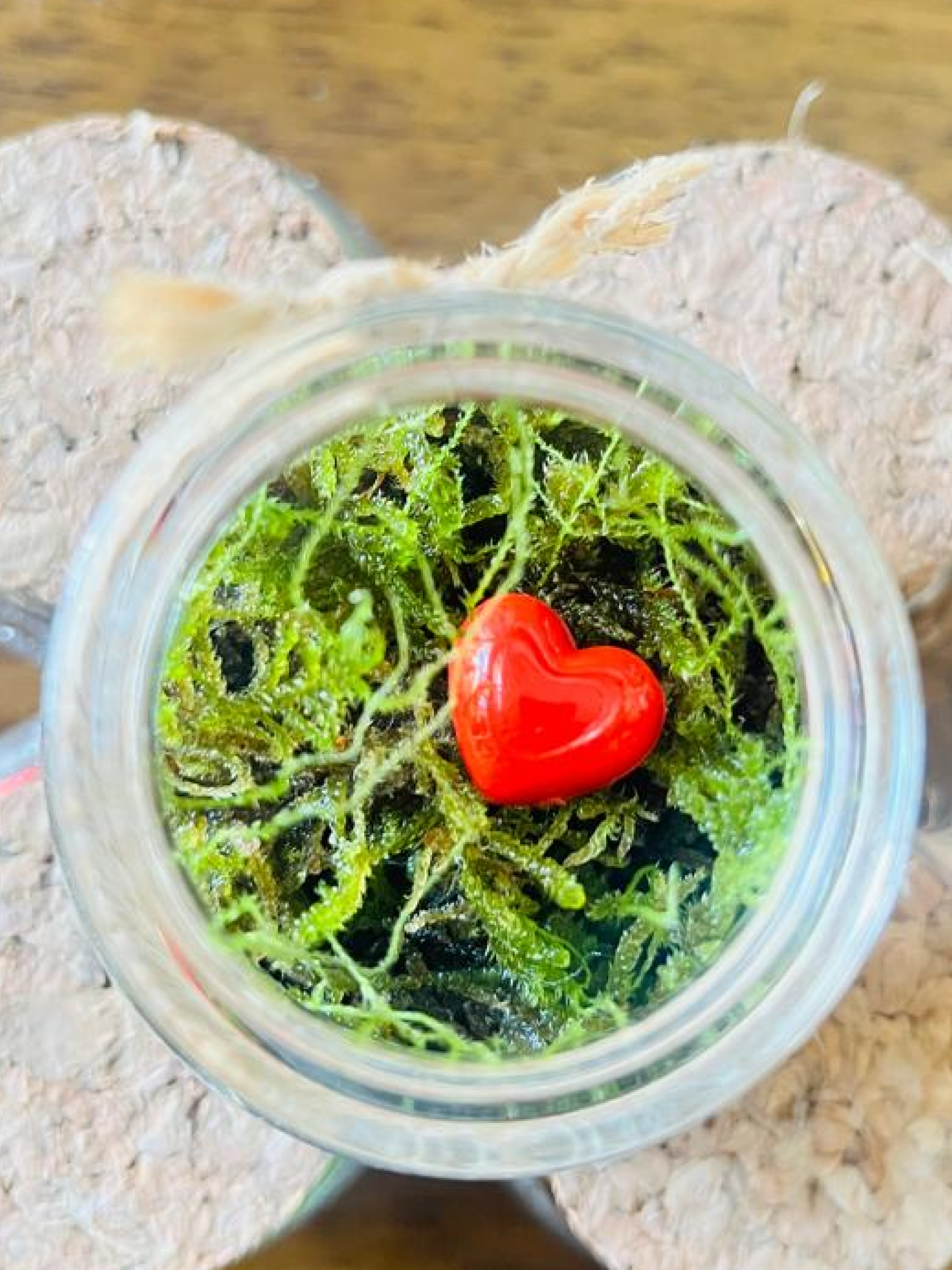 Lilli Plants Pocket Heart Haven Terrarium – best terrarium and gift makers in Dubai.