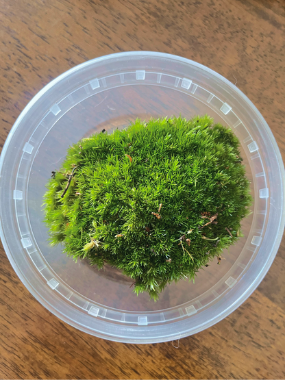 High-quality live cushion moss for miniature landscapes – imported from the Netherlands by Lilli Plants.