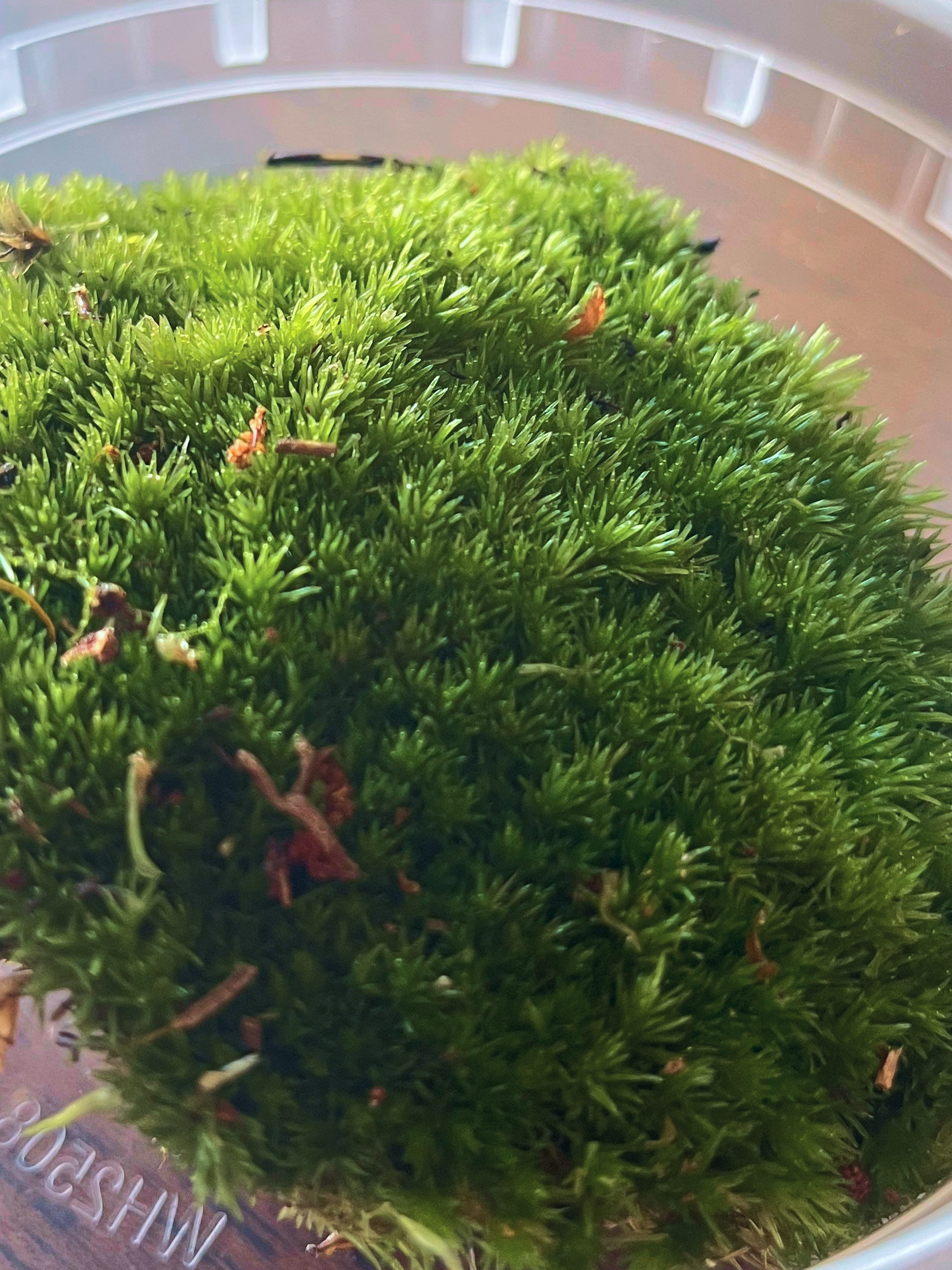Fresh cushion moss for closed terrariums and moss bowls – vibrant and eco-friendly, Lilli Plants Dubai.