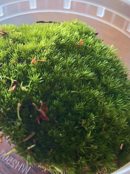Fresh cushion moss for closed terrariums and moss bowls – vibrant and eco-friendly, Lilli Plants Dubai.