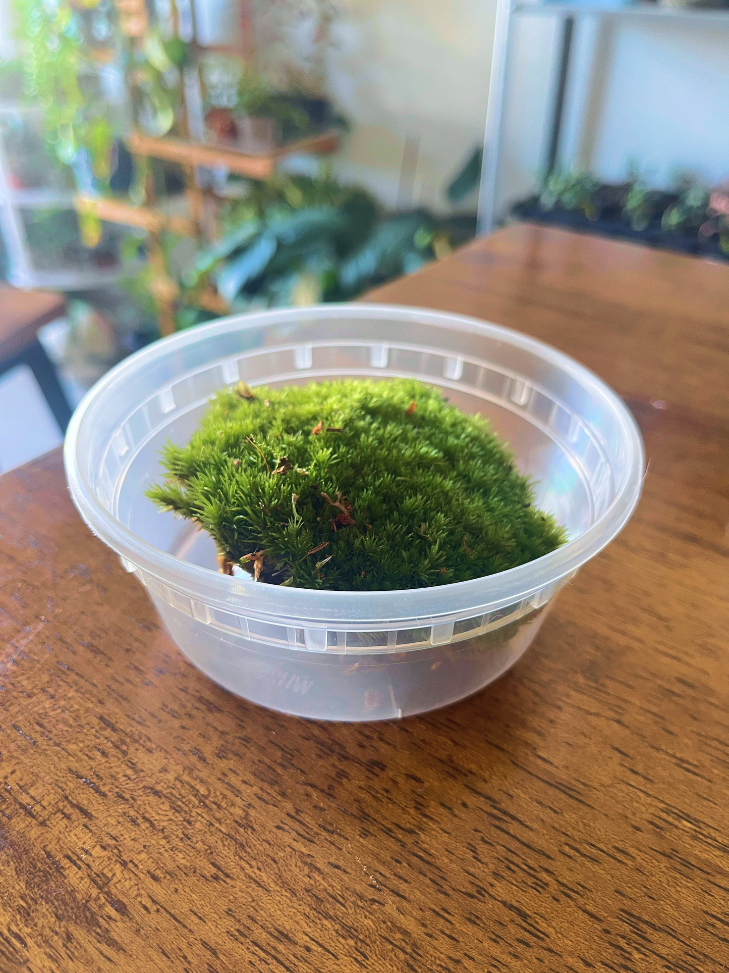 Cushion moss for terrariums, vivariums, and crafts – premium dome-shaped moss sourced from the Netherlands.