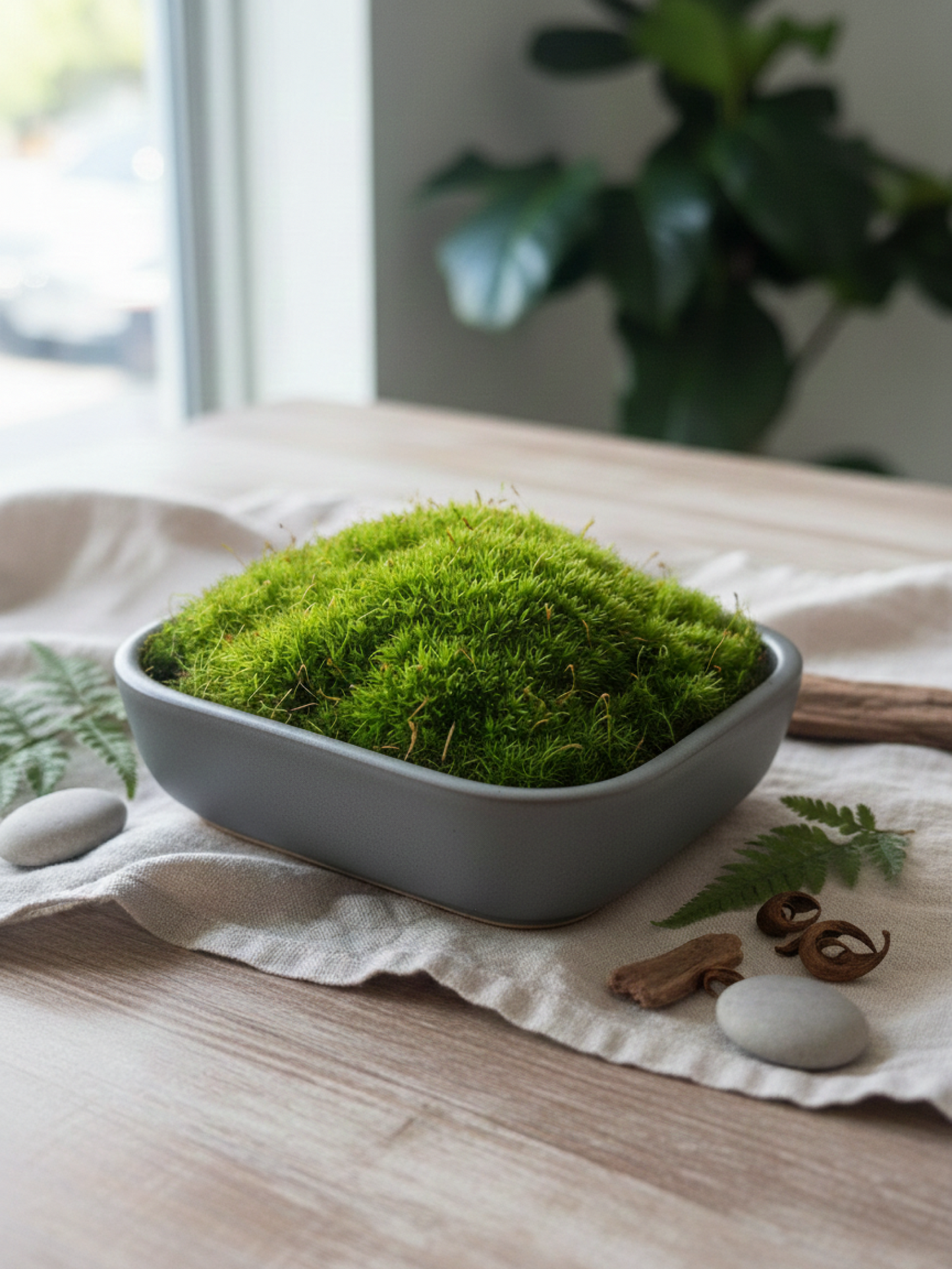 Premium cushion moss imported from the Netherlands for terrariums – fresh and hand-prepared by Lilli Plants Dubai.