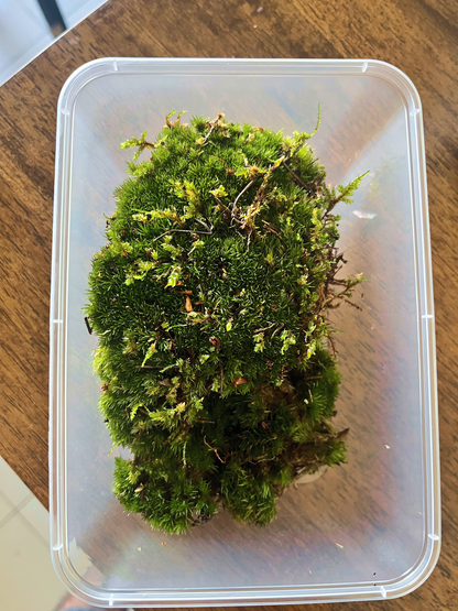 Fresh live cushion moss for terrariums in Dubai – dome-shaped, vibrant moss curated by Lilli Plants.