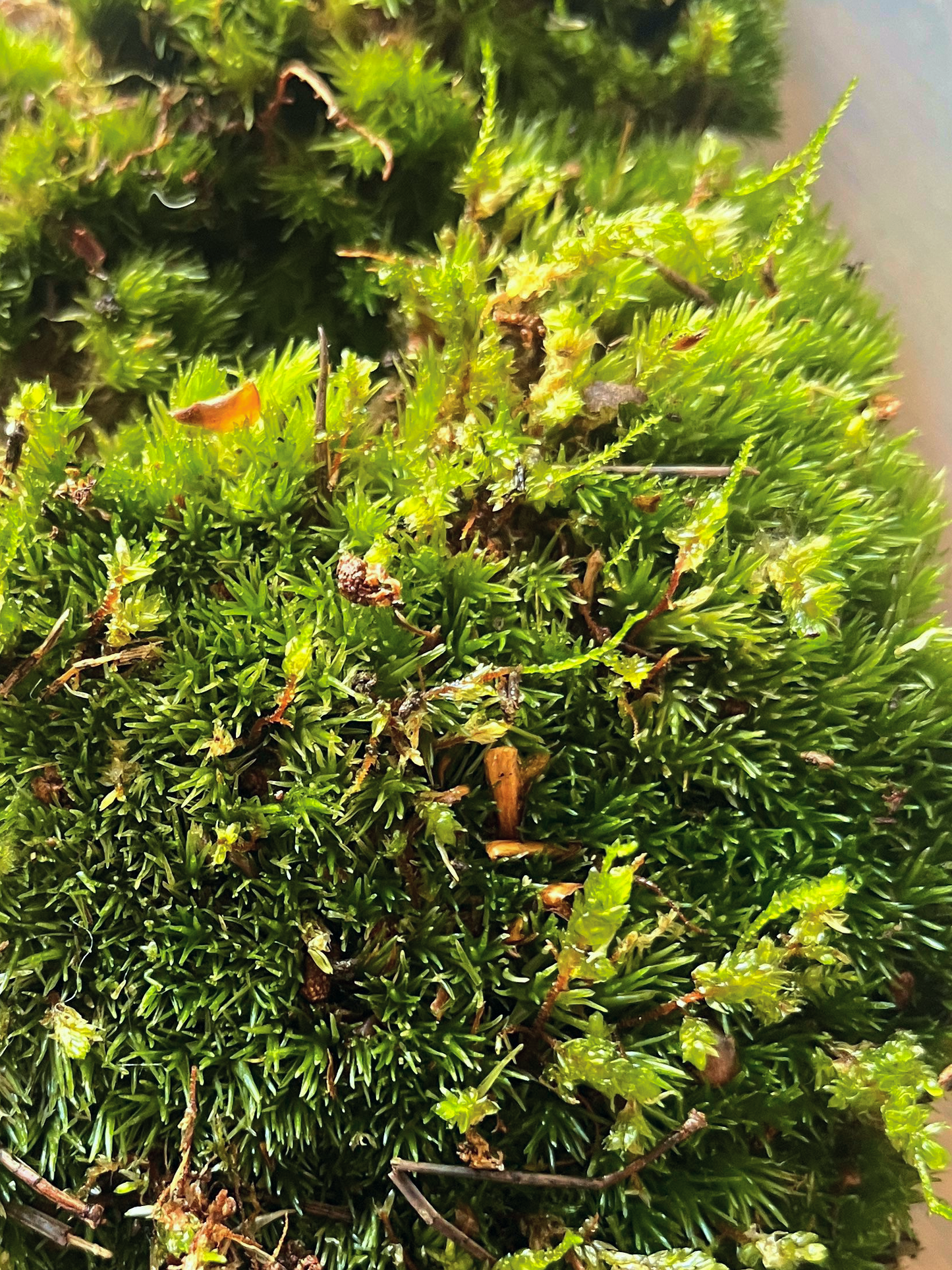 Netherlands-sourced cushion moss for terrariums and paludariums – premium quality by Lilli Plants Dubai.