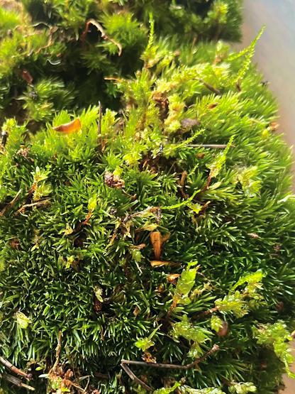 Netherlands-sourced cushion moss for terrariums and paludariums – premium quality by Lilli Plants Dubai.