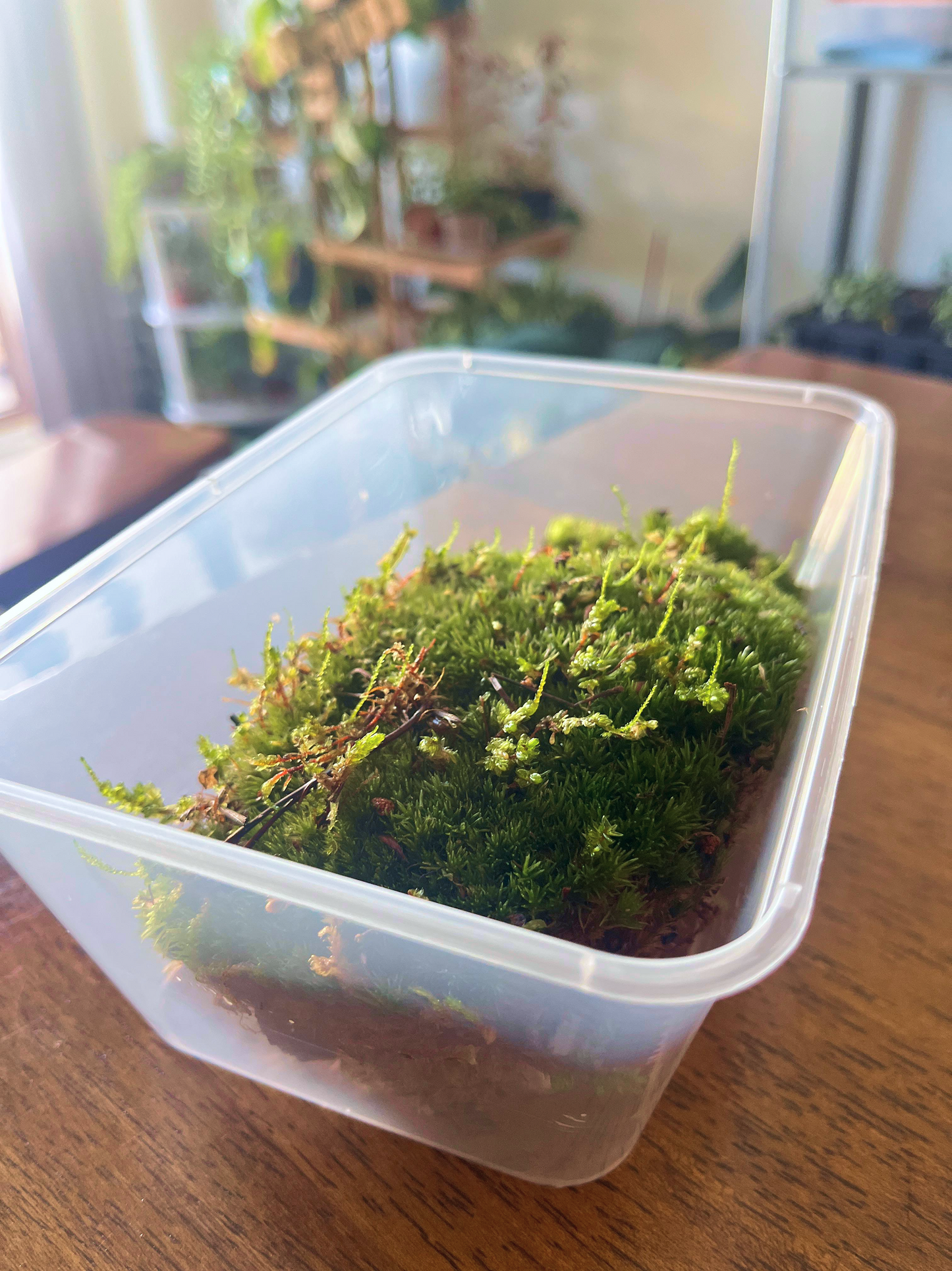 Lush green cushion moss for terrarium landscapes – freshly cleaned and hydrated by Lilli Plants Dubai.
