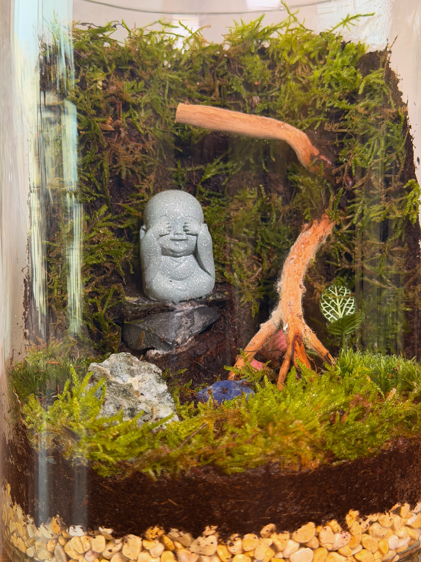 Premium cylinder glass terrarium with spider wood and Fittonia