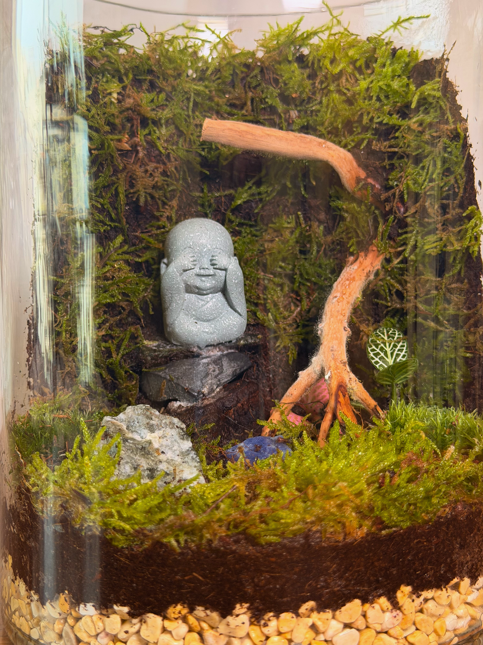 Premium cylinder glass terrarium with spider wood and Fittonia