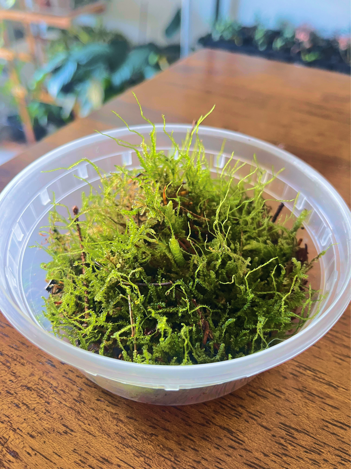 Luxury terrarium flat moss UAE – vibrant, hand-curated live moss from Lilli Plants Dubai.