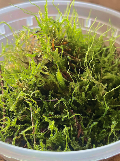 Lush green flat moss prepared by Lilli Plants Dubai – perfect for terrarium landscapes and indoor ecosystems.