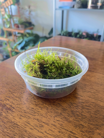 Premium live flat moss carpet for terrariums and paludariums, sourced from the Netherlands.