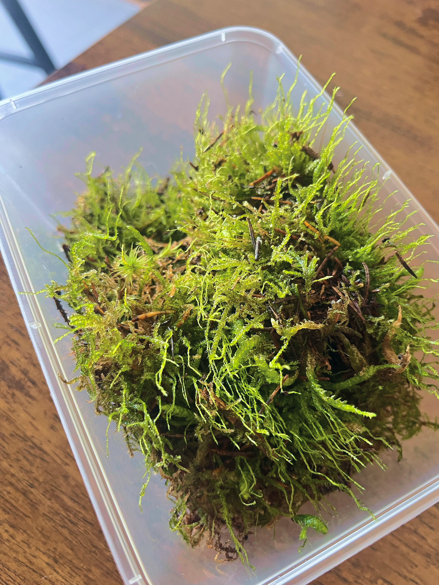 Fresh live flat moss for terrariums by Lilli Plants Dubai – dense green carpet moss sourced from the Netherlands.