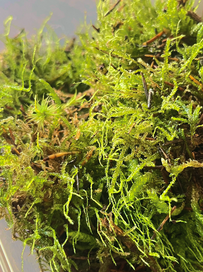 High-quality terrarium flat moss UAE – curated, cleaned, and prepared by hand at Lilli Plants Dubai.