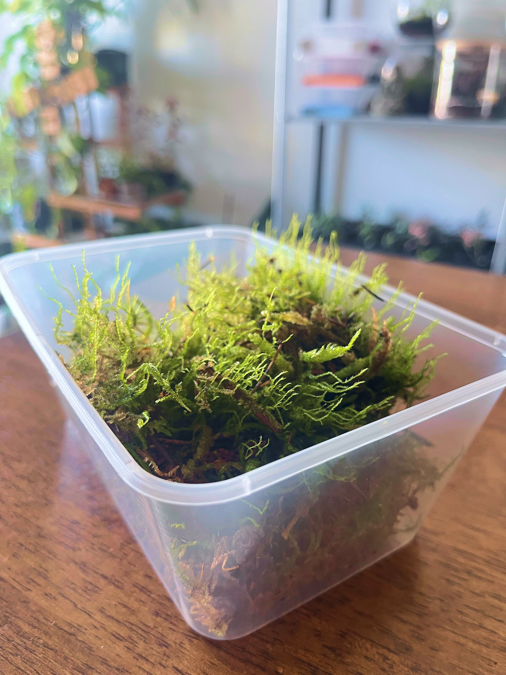Netherlands-imported flat moss for terrariums and paludariums – premium live moss by Lilli Plants Dubai.