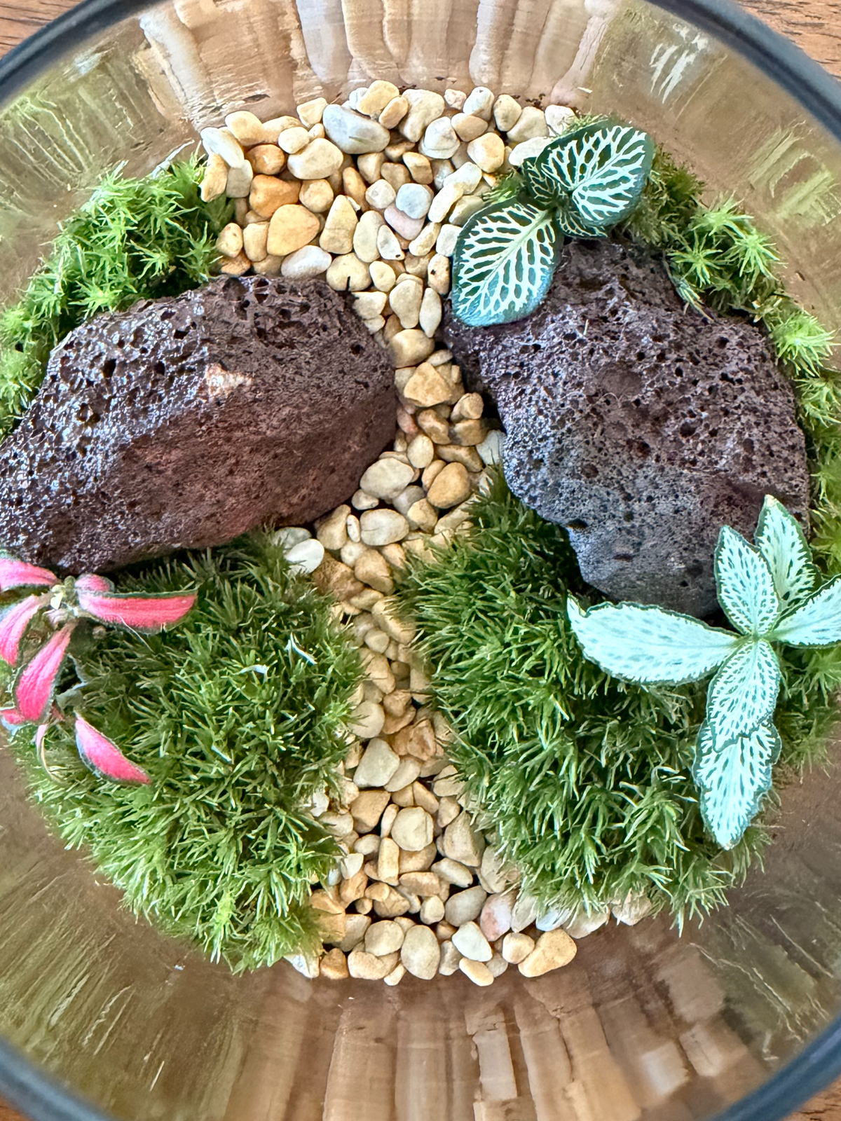 A small terrarium arrangement inside a clear glass container, featuring two dark porous rocks, bright green moss, small white-and-green patterned leaves, pale pebbles. Lilli Plants Dubai