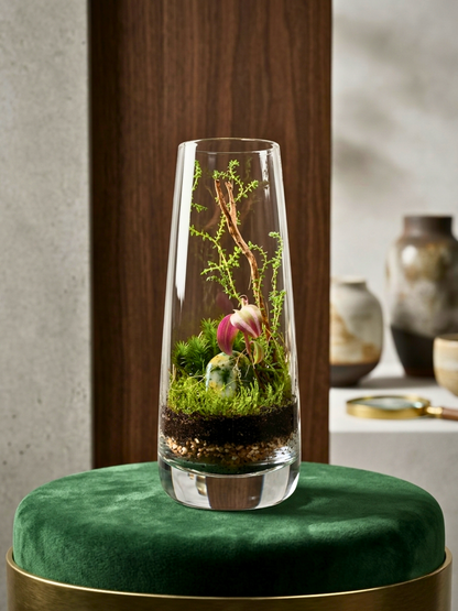 Premium indoor glass terrarium Dubai by Lilli Plants with woodland-inspired live plants and moss.