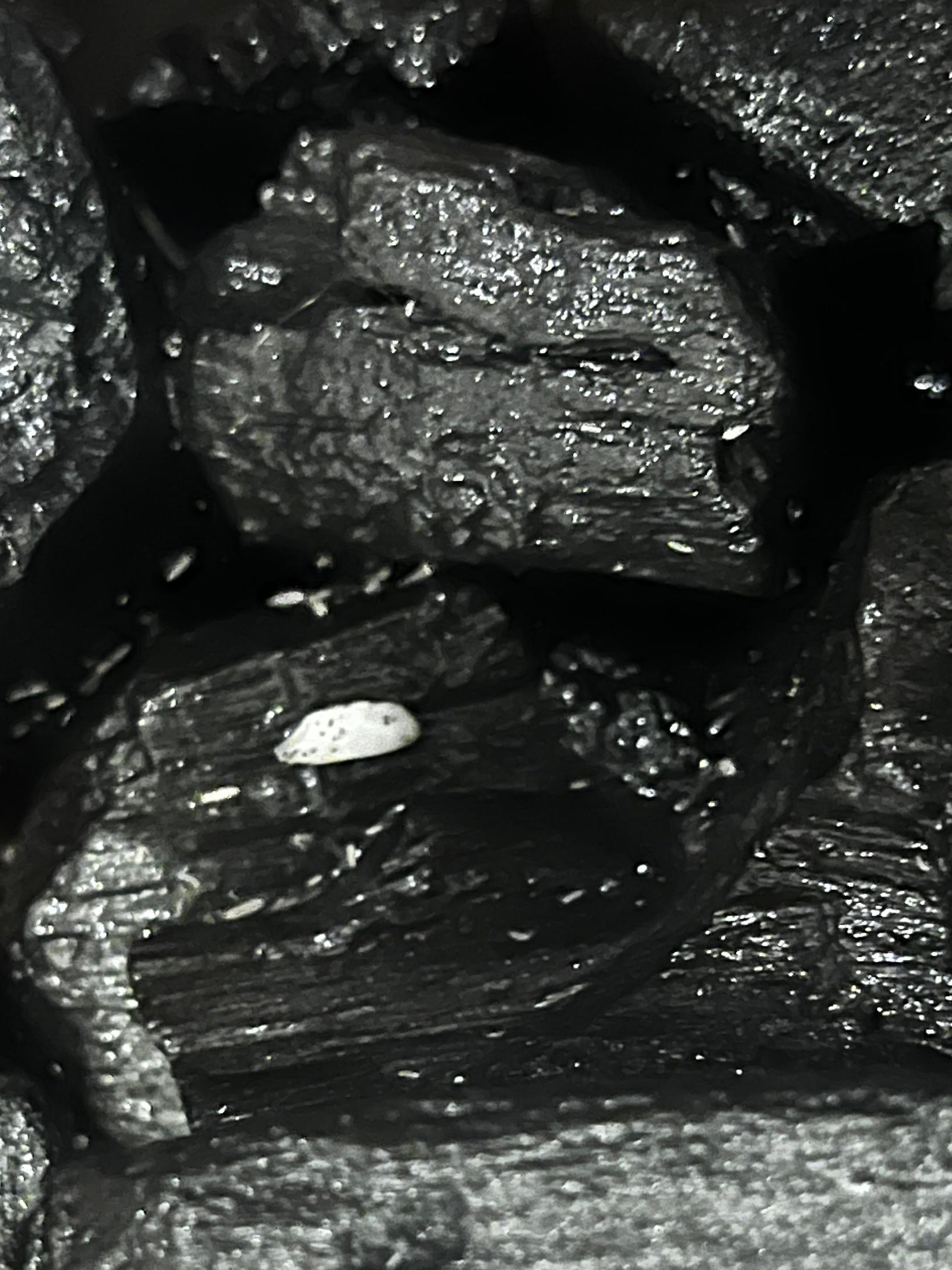 Bioactive springtails culture for healthy terrarium soil by Lilli Plants Dubai