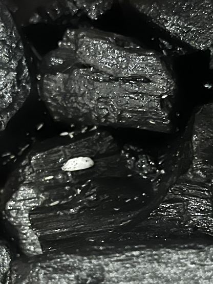 Bioactive springtails culture for healthy terrarium soil by Lilli Plants Dubai