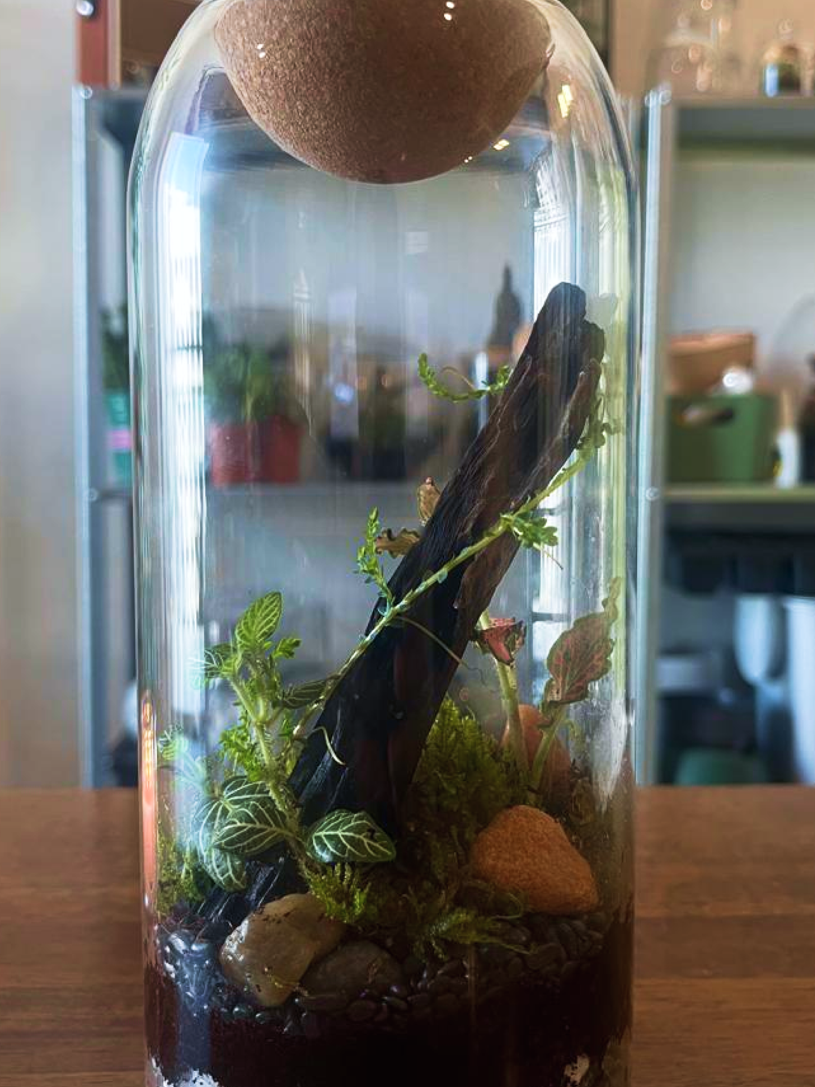 Terrarium with plants and rocks inside a glass container on a wooden surface.