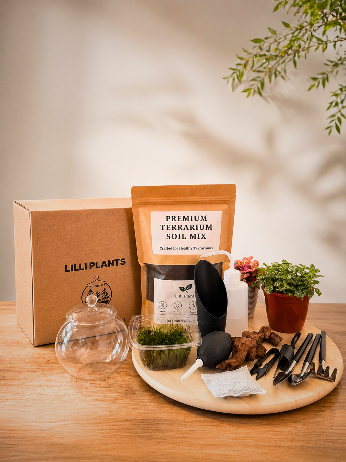 Terrarium kit with soil mix, tools, and plants-Dubai, Lilli Plants.