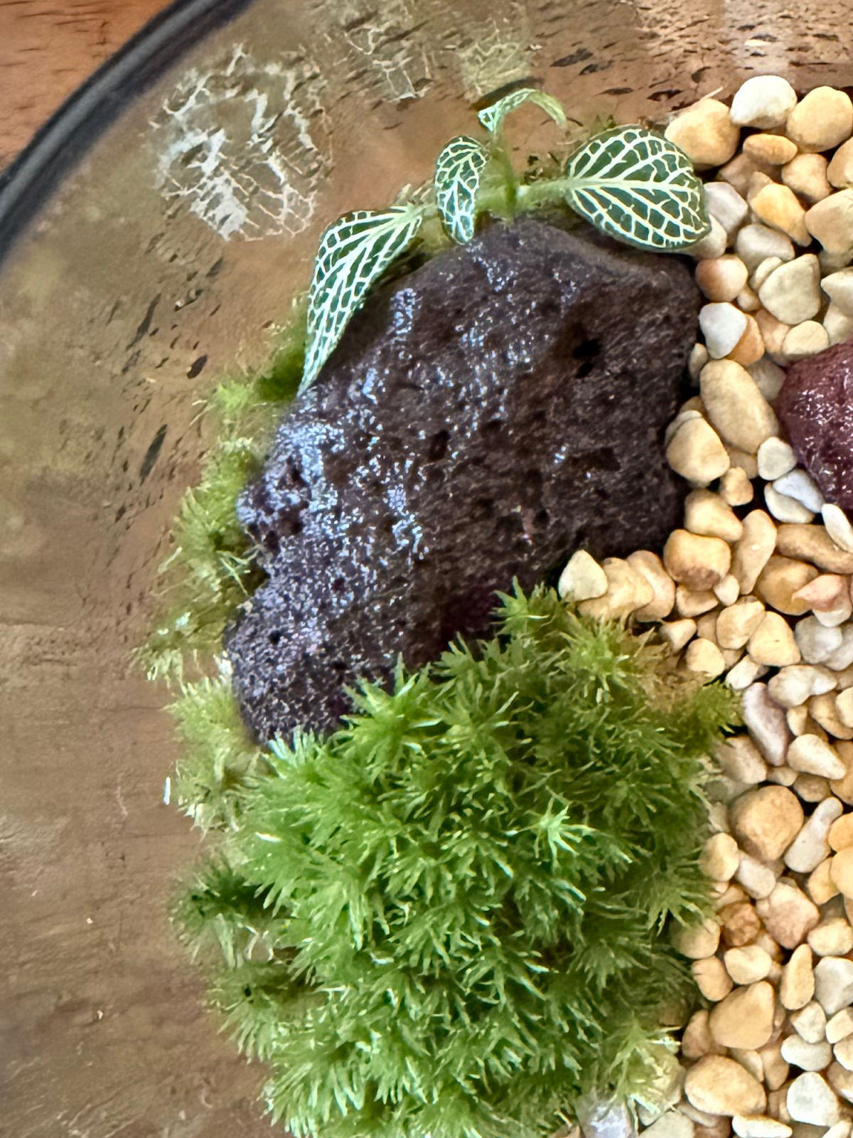 Low-maintenance bioactive plant terrarium with golden pebble riverbed handcrafted in Dubai